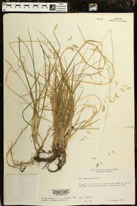 Poa cuspidata image