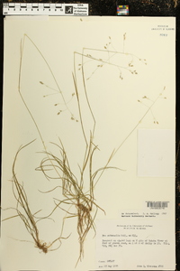 Poa autumnalis image