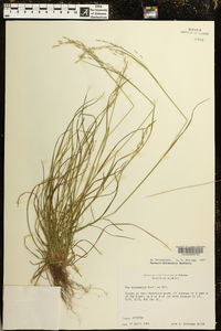 Poa autumnalis image