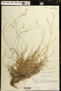 Poa autumnalis image