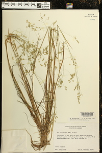 Poa autumnalis image