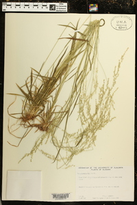 Poa autumnalis image