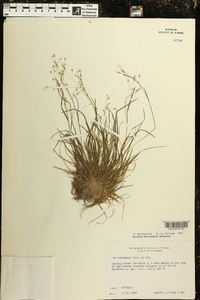 Poa autumnalis image