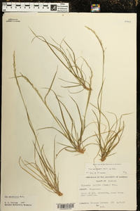 Poa autumnalis image