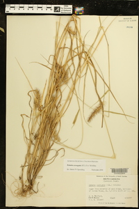 Setaria corrugata image