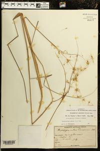 Sorghastrum secundum image