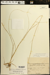 Sporobolus compositus var. drummondii image
