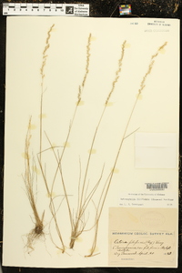 Sphenopholis filiformis image