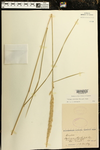Tridens strictus image