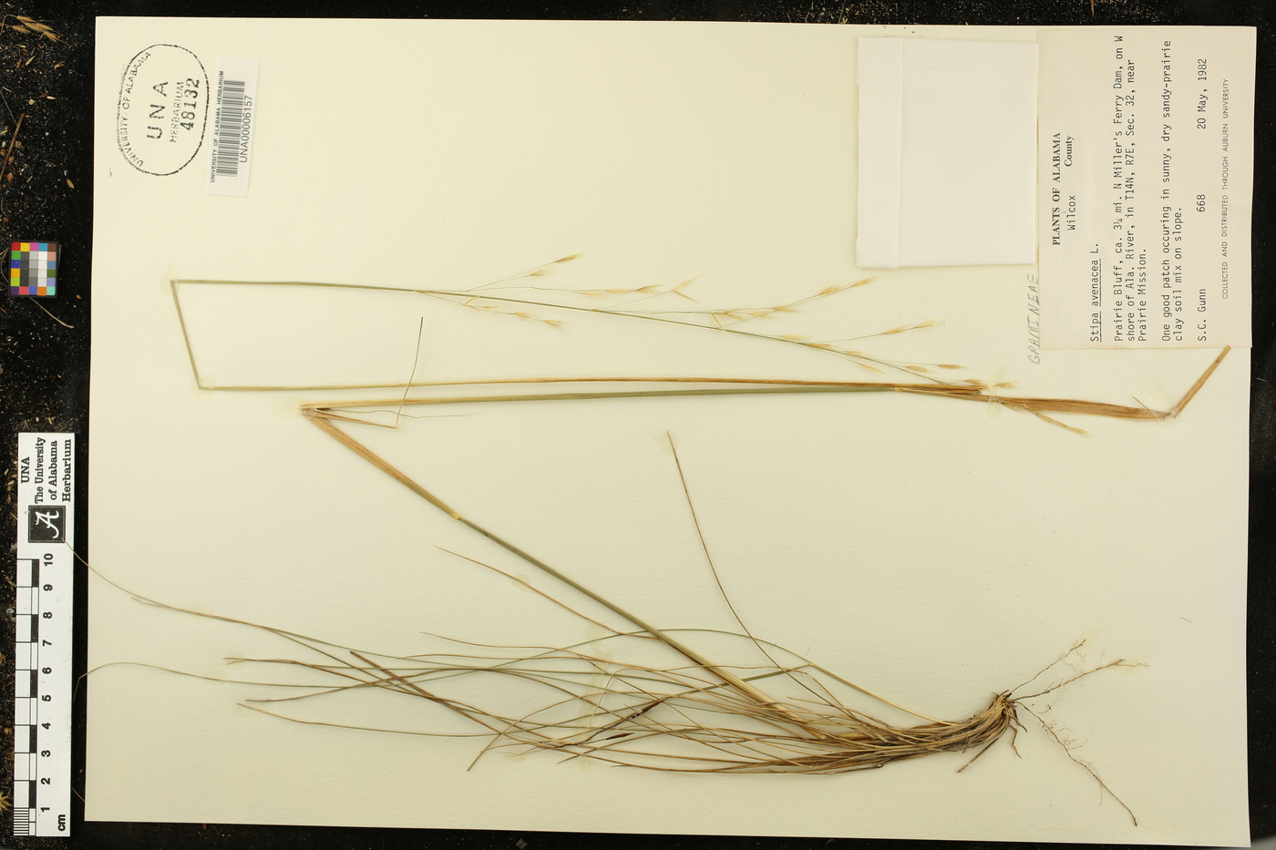 Stipa avenacea image