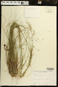 Stipa avenacea image