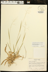 Dichanthelium laxiflorum image