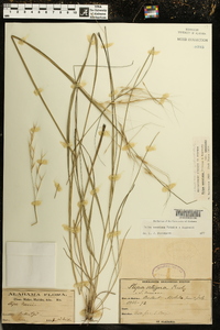 Stipa neesiana image