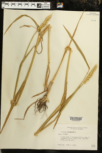 Triticum aestivum image