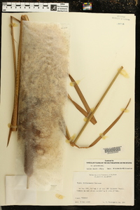 Typha domingensis image