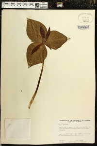 Trillium cuneatum image