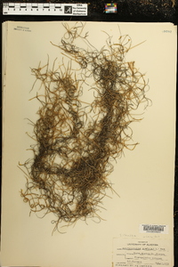 Tillandsia usneoides image