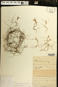 Tillandsia usneoides image