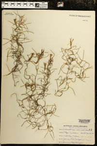 Tillandsia usneoides image