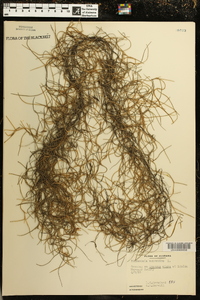 Tillandsia usneoides image