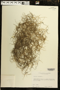 Tillandsia usneoides image