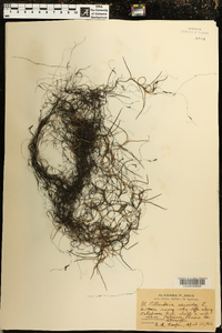 Tillandsia usneoides image