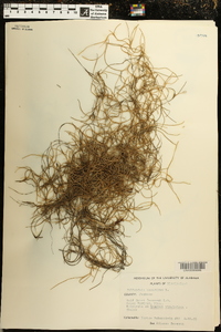 Tillandsia usneoides image