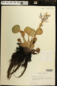 Eichhornia crassipes image