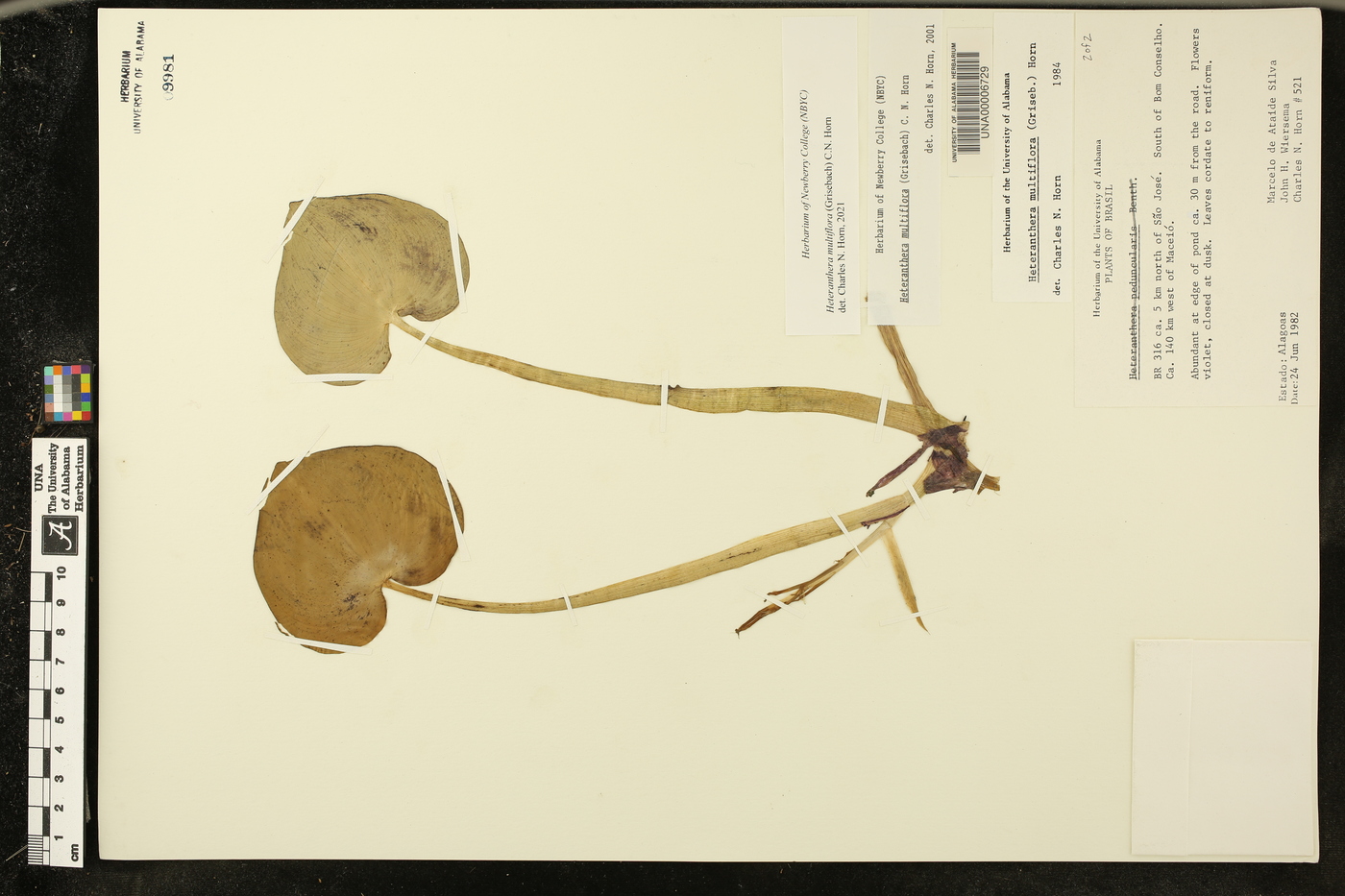 Heteranthera multiflora image