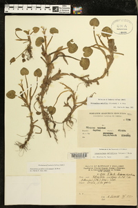 Heteranthera multiflora image