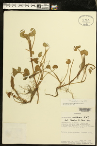 Heteranthera reniformis image