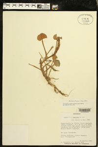 Heteranthera reniformis image