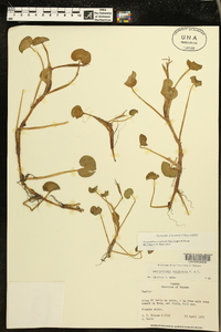 Heteranthera reniformis image