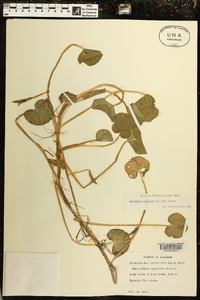 Heteranthera reniformis image