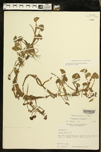 Heteranthera reniformis image