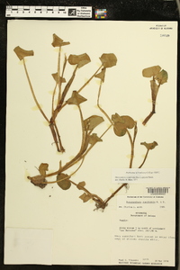 Heteranthera reniformis image