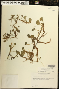Heteranthera reniformis image