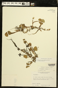 Heteranthera reniformis image