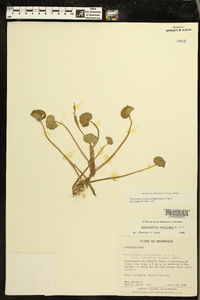 Heteranthera reniformis image