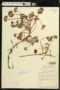 Heteranthera reniformis image