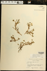 Heteranthera reniformis image