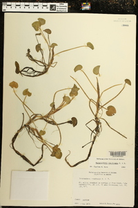 Heteranthera reniformis image