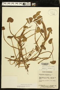 Heteranthera reniformis image