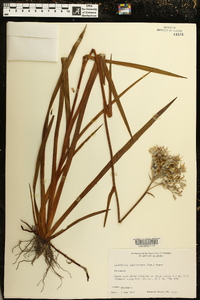 Lachnanthes caroliana image