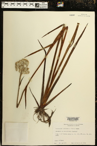Lachnanthes caroliana image