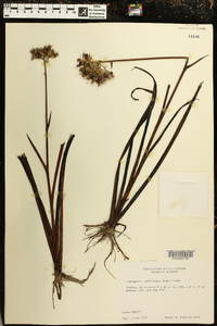 Lachnanthes caroliana image