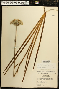 Lachnanthes caroliana image