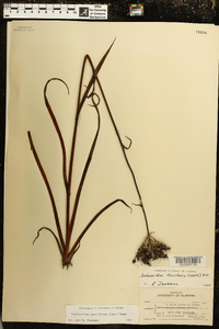 Lachnanthes caroliana image