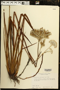 Lachnanthes caroliana image