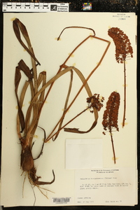 Amianthium muscitoxicum image